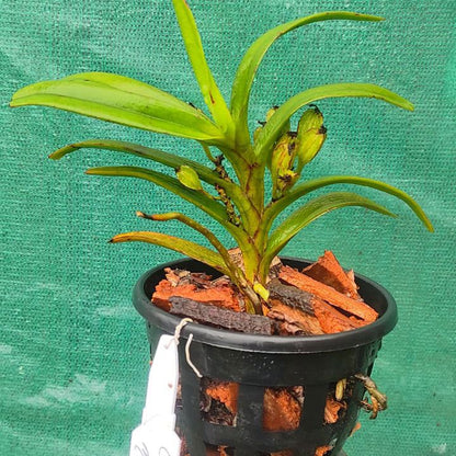 Cleisocentron malipoense (Malipo Blue Orchid)