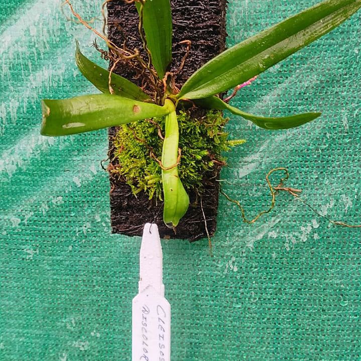 Cleisostoma discolor (Discolored Cleisostoma Orchid)