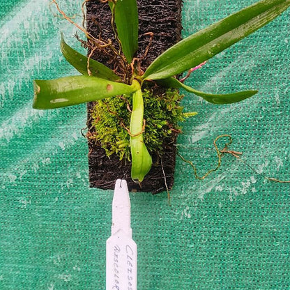 Cleisostoma discolor (Discolored Cleisostoma Orchid)