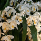 Coelogyne cristata (Crested Coelogyne Orchid)