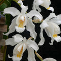 Coelogyne cristata 'Lindley' (Lindley's Crested Coelogyne)