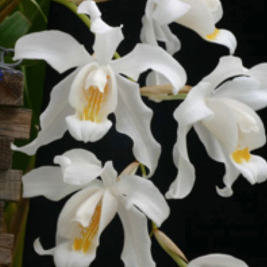 Coelogyne cristata 'Lindley' (Lindley's Crested Coelogyne)
