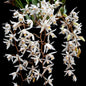 Coelogyne Flaccida