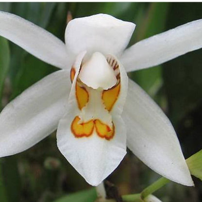 Coelogyne Nitida with seed pods