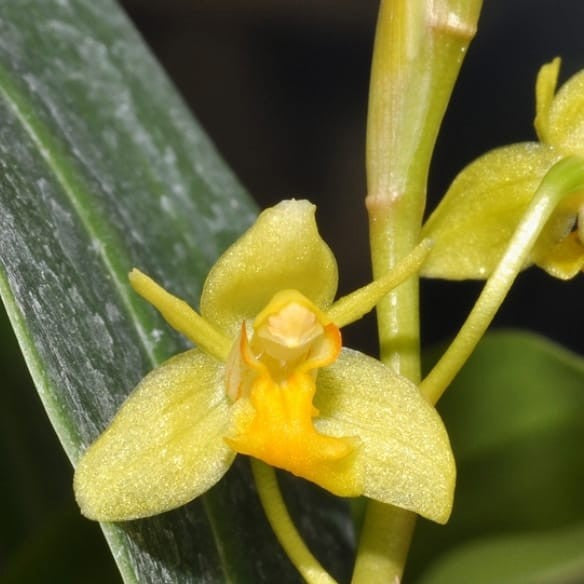 Coelogyne prolifera (Prolific Coelogyne Orchid)