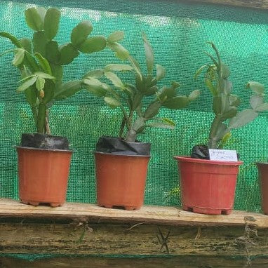 Combo of Zygo and Epiphyllum