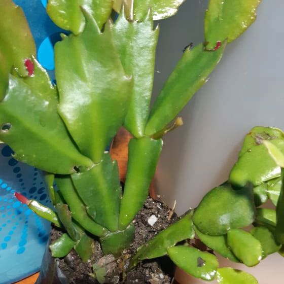 Christmas Cactus (Schlumbergera Hybrid)