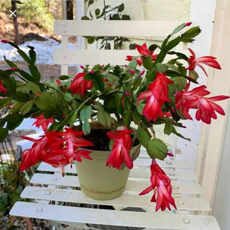 Christmas Cactus (Schlumbergera Hybrid)