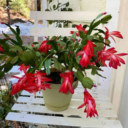 Christmas Cactus (Schlumbergera Hybrid)