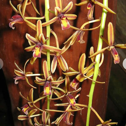 Cymbidium finlaysonianum (Giant Pendulous Cymbidium)