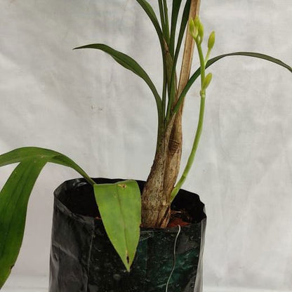 Cymbidium lancifolium (Lance-Leaf Cymbidium)