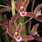 Cymbidium suavissimum (Sweet Cymbidium)