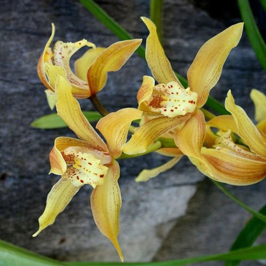 Cymbidium wiganianum (Wigan's Cymbidium)
