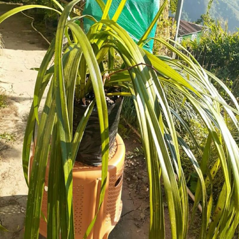 Cymbidium elegans (Elegant Cymbidium)