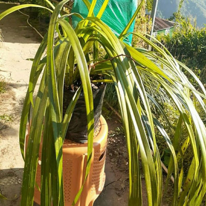 Cymbidium elegans (Elegant Cymbidium)