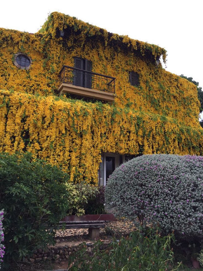 Outdoor plants creeper flowering vine