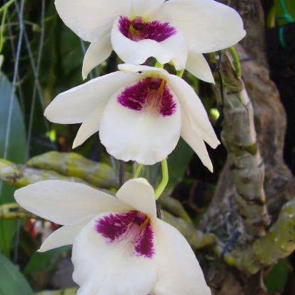 Dendrobium albosanguineum (White and Blood-Red Dendrobium)