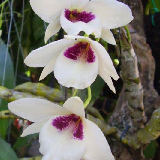 Dendrobium albosanguineum (White and Blood-Red Dendrobium)