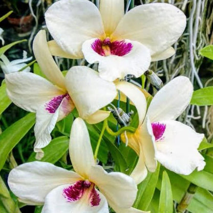 Dendrobium albosanguineum (White and Blood-Red Dendrobium)