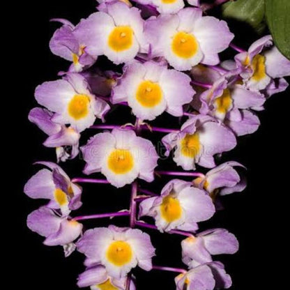 Dendrobium amabile (Charming Dendrobium)