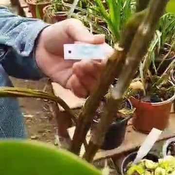 Dendrobium amabile (Charming Dendrobium)