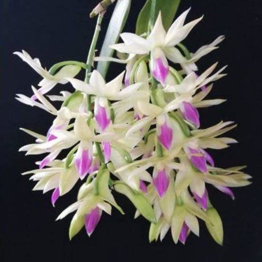 Dendrobium amethystoglossum (Amethyst-Lipped Dendrobium)