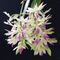 Dendrobium amethystoglossum (Amethyst-Lipped Dendrobium)