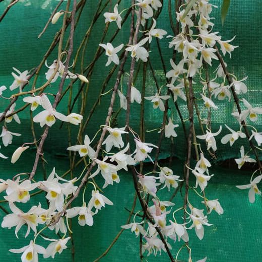 Dendrobium Amoenum white