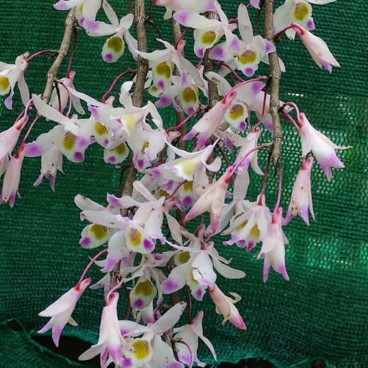 Dendrobium Amoenum Pink