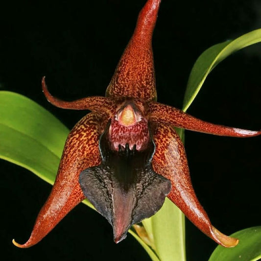 Dendrobium amplum (Broad Dendrobium)