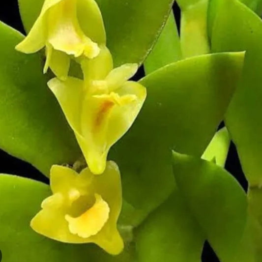 Dendrobium anceps (Slender Dendrobium)