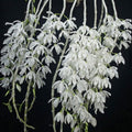 Dendrobium Anosmum Var. alba