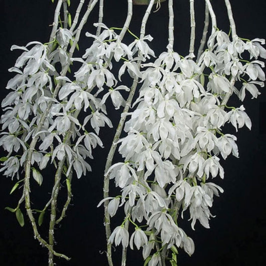Dendrobium Anosmum Var. alba