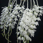 Dendrobium Anosmum Var. alba