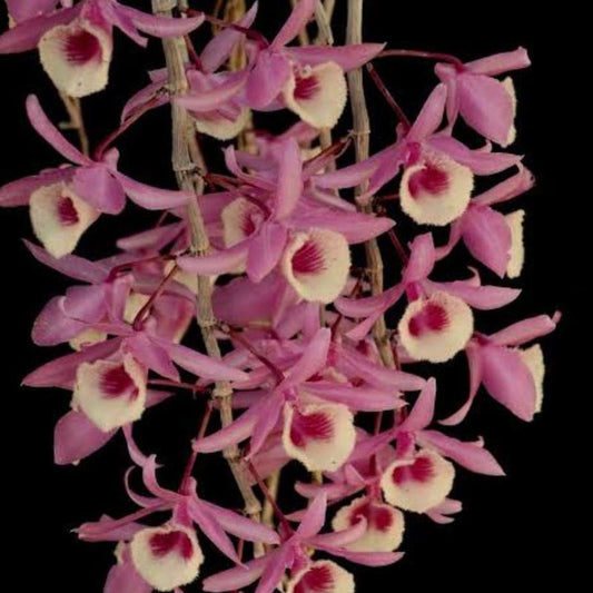 Dendrobium Anosmum - Mackay