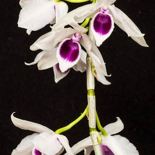 Dendrobium Anosmum Semi