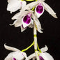 Dendrobium Anosmum Semi