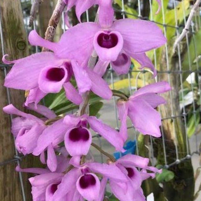 Dendrobium Anosmum - Superbum