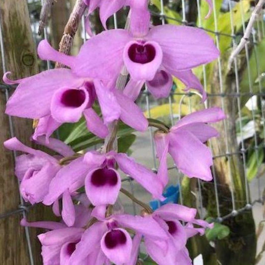 Dendrobium Anosmum - Superbum