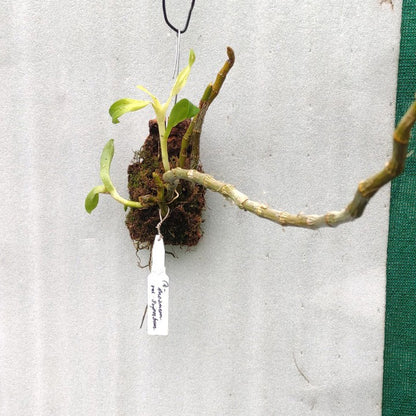 Dendrobium Anosmum - Superbum