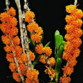 Dendrobium bullenianum (Golden Cane Orchid)