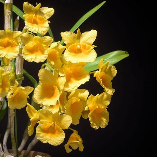 Dendrobium Capillipes