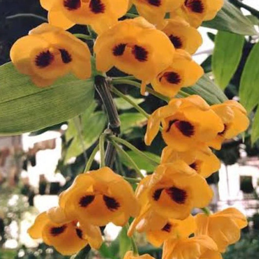 Dendrobium Chrysanthum