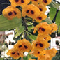 Dendrobium Chrysanthum