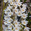Dendrobium cretaceum (Chalky White Dendrobium)