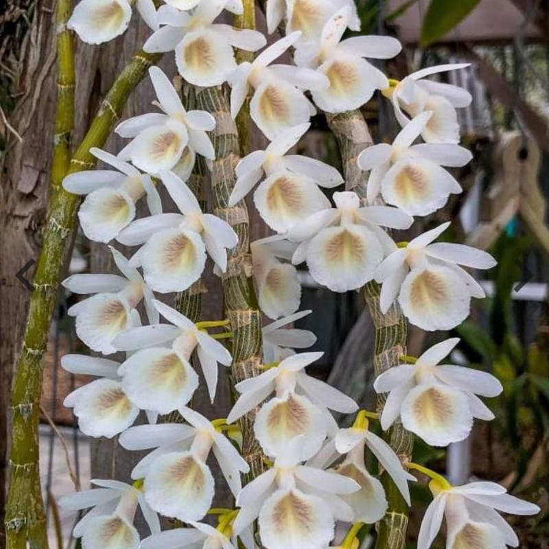 Dendrobium cretaceum (Chalky White Dendrobium)