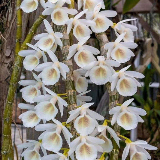 Dendrobium cretaceum (Chalky White Dendrobium)