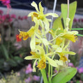 Dendrobium delacourii