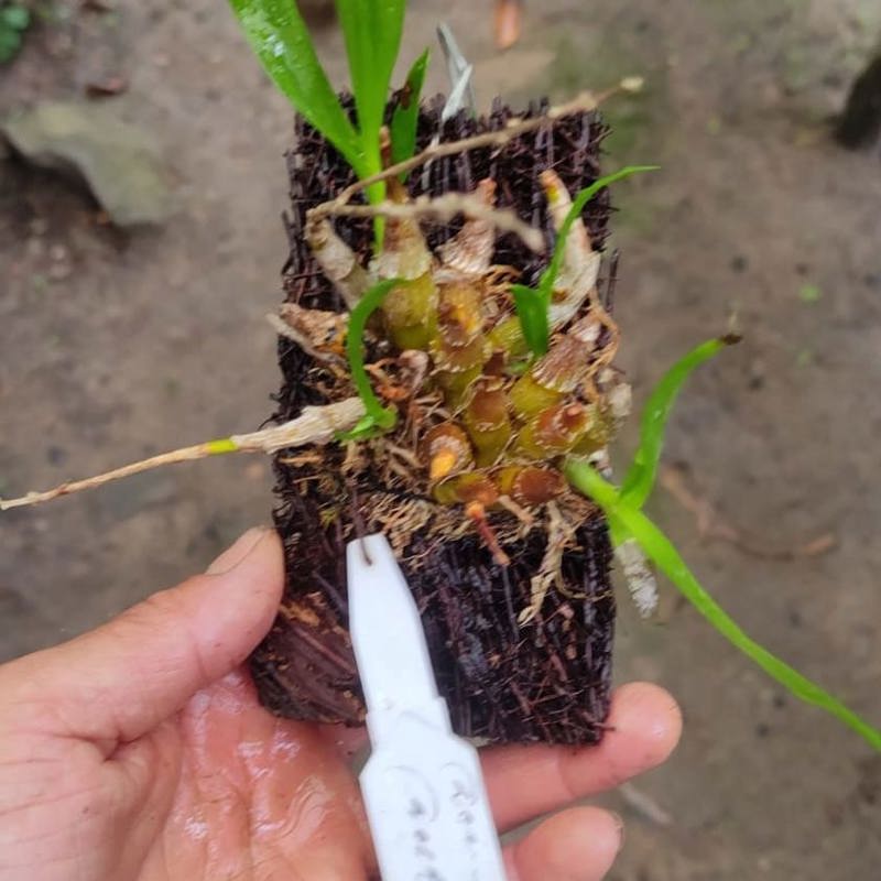Dendrobium delacourii
