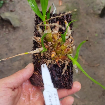 Dendrobium delacourii